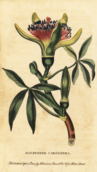 Guyanai gesztenye, Pachira aquatica. ,1800 (metszet) alkotó: Unbekannter Künstler