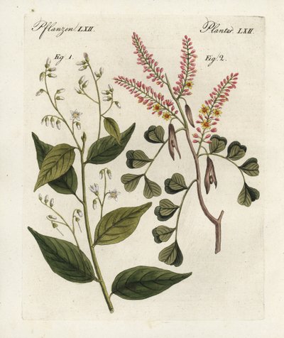 Gum benjaminfa, Styrax benzoin 1, és rönkfa, Haematoxylon campechianum 2. Kézzel színezett rézmetszet Bertuch "Bilderbuch fur Kinder" (Képeskönyv gyermekeknek) című, weimari művéből. alkotó: Unbekannter Künstler