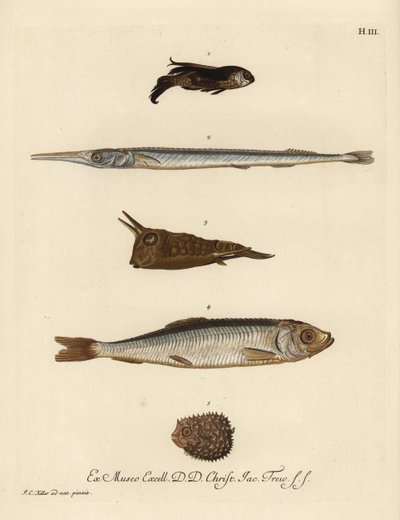 A Chelidonichthys species 1, a Belone belone 2, a Lactoria cornuta 3, a Clupea harengus 4 és a Chilomycterus reticulatus 5, a hering 4 és a Chilomycterus reticulatus 5, a tűhal. Kézzel színezett rézmetszet Johann alkotó: Unbekannter Künstler