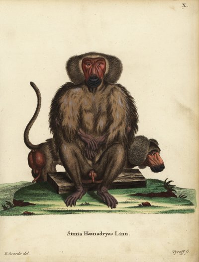 Hamadryas pávián, Papio hamadryas. Simia hamadryas Linn. Tyroff kézi rézmetszete George Edwards illusztrációja után, Johann Christian Daniel Schreber: Animal Illustrations after Nature, or Schreber