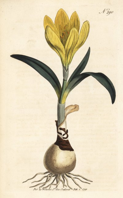 Arató - Őszi nárcisz, Sternbergia lutea (sárga amarillisz, Amaryllis lutea) - Kézzel színezett rézmetszet William Curtis