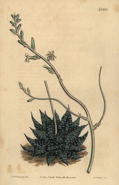 Haworthia minor vagy Least pearl aloe, Aloe margaritifera minimuma alkotó: Unbekannt