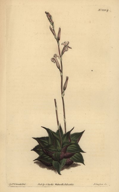 Haworthia mirabilis (durva levelű párna aloe, Aloe mirabilis) alkotó: Unbekannt
