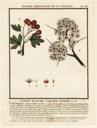 Galagonya, Crataegus rhipidophylla alkotó: Unbekannter Künstler