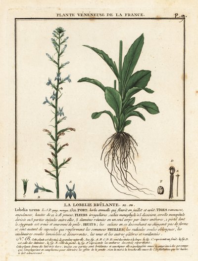 Heath lobelia, Lobelia urens. alkotó: Unbekannter Künstler