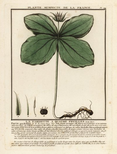 Herb-paris, Paris quadrifolia. alkotó: Unbekannter Künstler