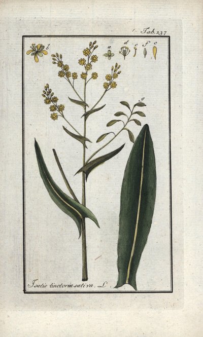 Szent Fülöp gyógynövény (Isatis tinctoria sativa). Litográfia Johannes Zorn (1739-1799) "Afbeelding der Artseny-Gewassen" című művéből, Hollandia. alkotó: Unbekannter Künstler