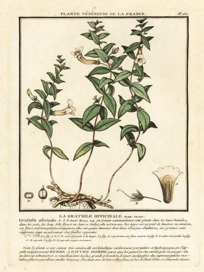 Kegyeleti gyógynövény, Gratiola officinalis. alkotó: Unbekannter Künstler