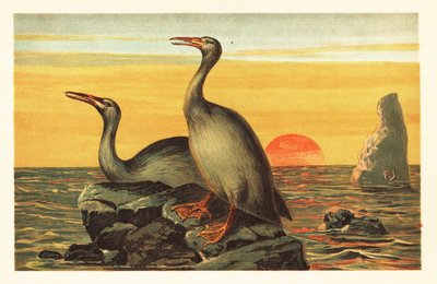 Hesperornis regalis, kihalt kormoránszerű madár.1908 (kőnyomat) alkotó: Unbekannter Künstler