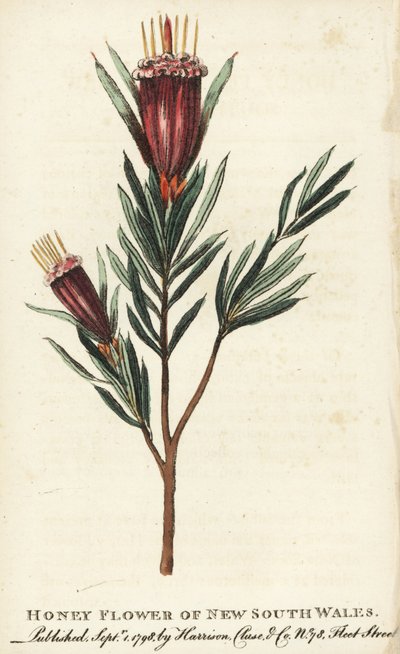 Új-Dél-Wales, Ausztrália mézvirága. Kézzel színezett rézmetszet a "The Naturalist