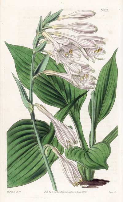 Hosta Japánból - Hosta sieboldii (Dr. Siebold