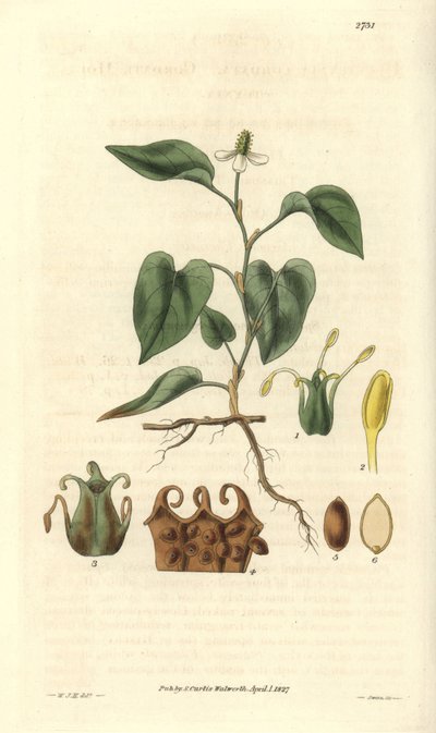 A Houttuynia fehér virágai, a gyümölcsök, a virágporzó és az etaminok részleteivel. Ázsiában őshonos változat. Az illusztrációt Wiliam Jackson Hooker (1785-1865) brit botanikus és író, a Glasgow-i Egyetem (Skócia) professzora és a Curtis