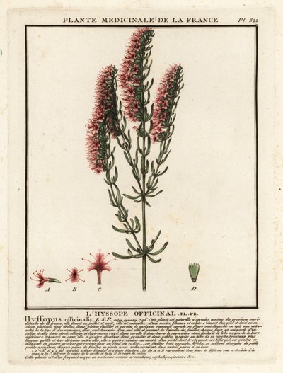 Izsóp, Hyssopus officinalis. alkotó: Unbekannter Künstler