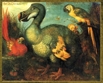 Illusztráció/Raphus cucullatus/Mauritiusi Dodo/Dronte alkotó: Unbekannt