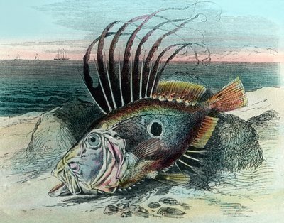 Illusztráció egy John dory halról (Zeus faber) alkotó: Unbekannter Künstler