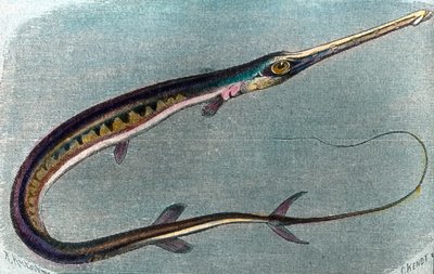 Egy kardhal (Xiphias gladius) illusztrációja alkotó: Unbekannter Künstler