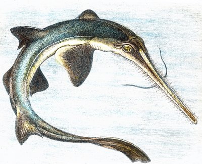 Egy kardhal (Xiphias gladius) illusztrációja alkotó: Unbekannter Künstler