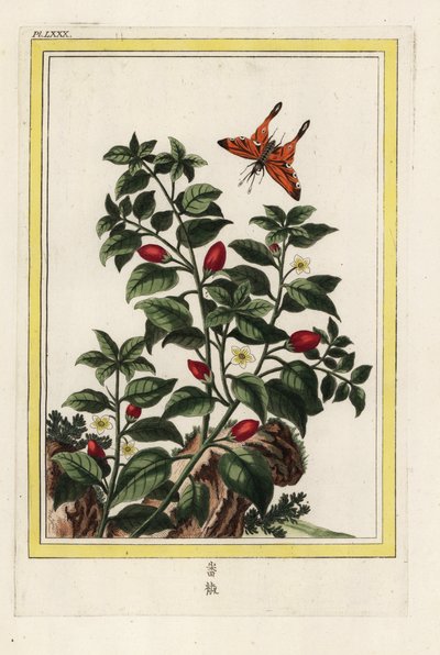 India Bors. Bors, Capsicum annuum. Kézi metszet Pierre Joseph Buchoz "Értékes és illuminált gyűjtemény a legszebb és legkülönösebb virágokról, amelyeket mind a kínai, mind az európai kertekben termesztenek, Párizsban. alkotó: Unbekannter Künstler