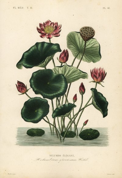 Indiai lótusz, Nelumbo nucifera, Nelumbium speciosum, Nelumbo elegantus alkotó: Unbekannt
