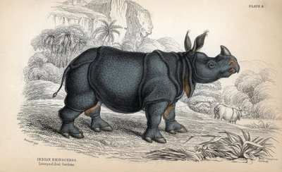 Indiai orrszarvú (Rhinoceros unicornis vagy indicus), veszélyeztetett faj. William Lizars rézmetszete James Stewart rajza alapján, megjelent a Naturalist Library: Mammals, pachyderms and quadrupedes with fine skin, edited by W. H. Lizar című kötetben. alkotó: Unbekannter Künstler