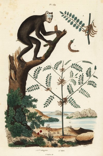 Indigó növény, Indigofera atropurpurea 1-3, és indri vagy babioto, Indri indri, kritikusan veszélyeztetett maki 4 alkotó: Unbekannt