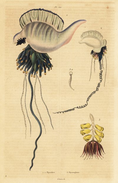 Indo-csendes-óceáni portugál hadiember, Physalia utriculus 1, Azori-szigetek hadiembere, Physalia physalis 2 és Siphonophora zoophyte, Physsophora disticha alkotó: Unbekannt