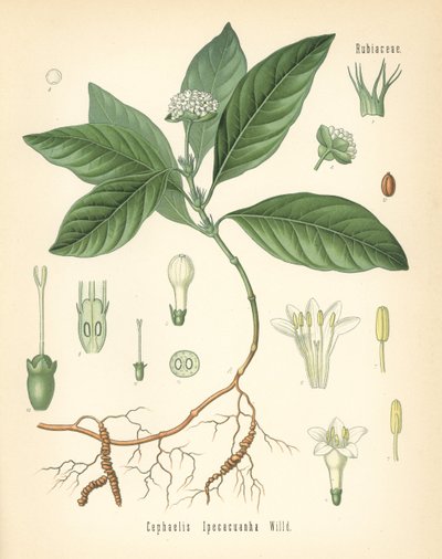 Ipecacuanha, Carapichea ipecacuanha (Cephaelis ipecacuanha). Kromolitográfia Hermann Adolph Koehler gyógynövényei című, Gustav Pabst által szerkesztett művének botanikai illusztrációja után, Koehler, Németország. alkotó: Unbekannter Künstler