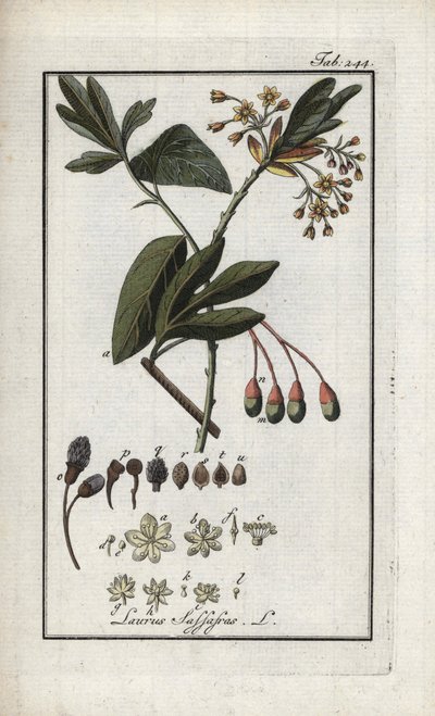 Irokéz babér (Sassafras albidum). Litográfia Johannes Zorn (1739-1799) "Afbeelding der Artseny-Gewassen" című művéből, Hollandia. alkotó: Unbekannter Künstler