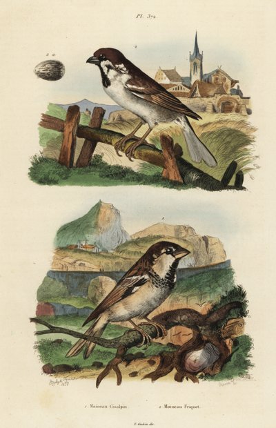 Olasz veréb, Passer italiae és eurázsiai faveréb tojással, Passer montanus alkotó: Unbekannt