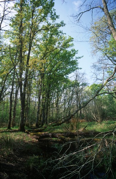 Olaszország, Latium régió, Circeo Nemzeti Park, tó a Bioszféra Rezervátumon alkotó: William M. Timlin