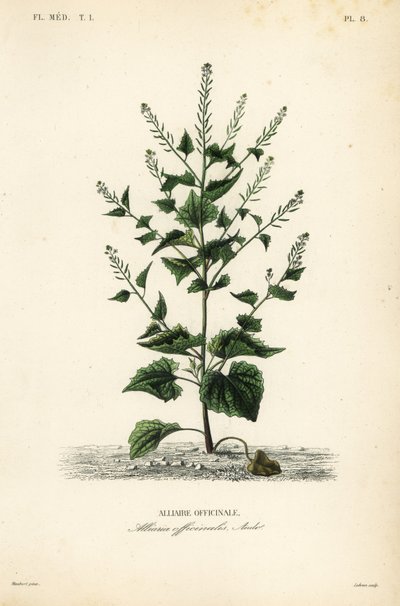 sövény- vagy fokhagymás mustár, Alliaria petiolata, Alliaria officinalis, Alliaire officinale alkotó: Unbekannt