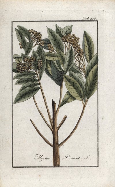 Jamaikai bors vagy négy fűszeres bors vagy giroflee bors (Pimenta dioica). Litográfia Johannes Zorn (1739-1799) "Afbeelding der Artseny-Gewassen" című művéből, Hollandia. alkotó: Unbekannter Künstler