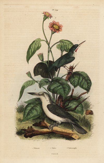 Jamaicai tody, Todus todus, Mariana jégmadár, Todiramphus sas és napraforgó, Tithonia tagetiflora alkotó: Unbekannt
