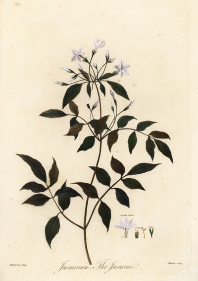 Jázmin, Jasminum officinale. 1805 (metszet) alkotó: Unbekannter Künstler