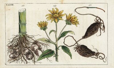 csicsóka (csicsóka), Helianthus tuberosus gyökér alkotó: Unbekannter Künstler