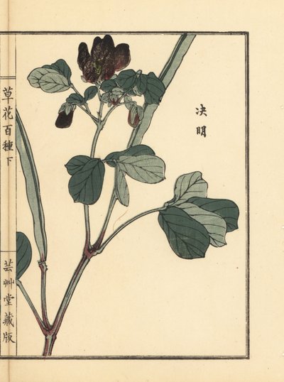 Ketsumei, kínai szenna vagy sarlós szenna, Senna obtusifolia. Kézzel színezett fametszet, Kono Bairei, Kusa Bana Hyakushu (One Hundred Varieties of Flowers), Tokió, Yamada. alkotó: Unbekannter Künstler