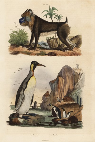 Királypingvin, Aptenodytes patagonicus 1 és mandrill, Mandrillus szfinx, sebezhető, 2 alkotó: Unbekannt