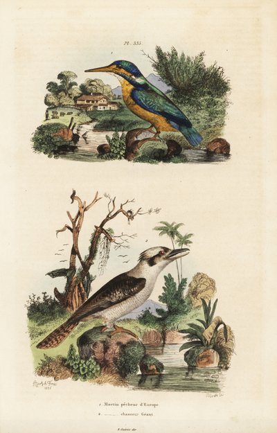Jégmadár, Alcedo atthis és nevető kookaburra, Dacelo novaeguineae alkotó: Unbekannt