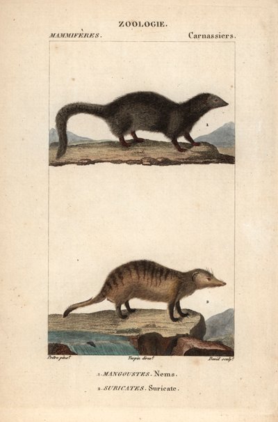 La mangouste et le suricate - Eau forte, Jean Gabriel Pretre (1780-1845), Carnonkel metszete, Frederic Cuvier természettudományi szótárához: emlősök, szerkesztette Pierre Jean Francois Turpin (1775-1840), kiadó: F.G.Levrault, Párizs. alkotó: Unbekannter Künstler