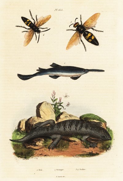 Nagyfogú fűrészhal, skink és darazsak. alkotó: Unbekannter Künstler