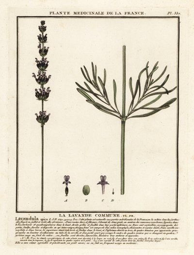 Levendula, Lavandula angustifolia. alkotó: Unbekannter Künstler