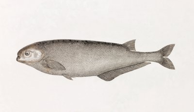 Behbeyt Mormyra alkotó: Unbekannt