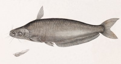 A Schilbe harcsa alkotó: Unbekannt