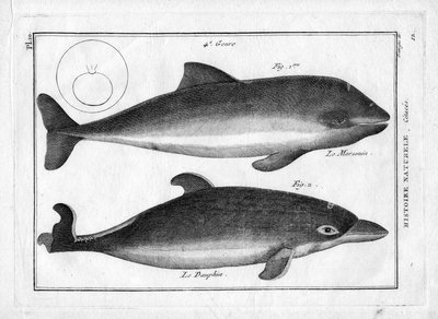 A disznódelfin és a delfin Pierre Joseph Bonnaterre (1762-1804) "Painting Encyclopedique et Methodique des trois Regnes de la Nature" című művében. Párizs 1784. alkotó: Unbekannter Künstler