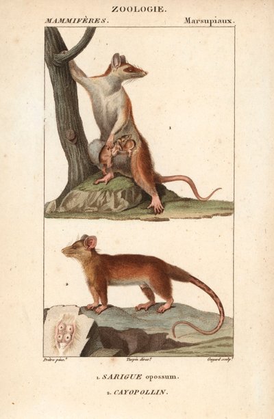 Le sarigue ou oposszum et le cayopollin - Eau forte, Jean Gabriel Pretre (1780-1845), Carnonkel metszete, Frederic Cuvier Természettudományi szótár: Emlősök, szerkesztette Pierre Jean Francois Turpin (1775-1840), kiadta F.G.Levrault, alkotó: Unbekannter Künstler