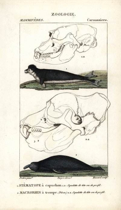 Le stematope à capuchon et le macrorhin a trompe ou elephant de mer - Eau forte, Jean Gabriel Pretre (1780-1845), Carnonkel metszete, Frederic Cuvier Természettudományi szótár: Emlősök, szerkesztette Pierre Jean Francois Turpin (1775-1840). alkotó: Unbekannter Künstler