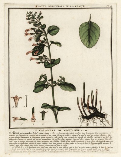 Kis tintahal, Clinopodium nepeta. alkotó: Unbekannter Künstler