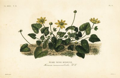 Kis celandin vagy cölöpfű, Ficaire verna, Ficaire ranunculoides, Ficaire fauss renoncule alkotó: Unbekannt