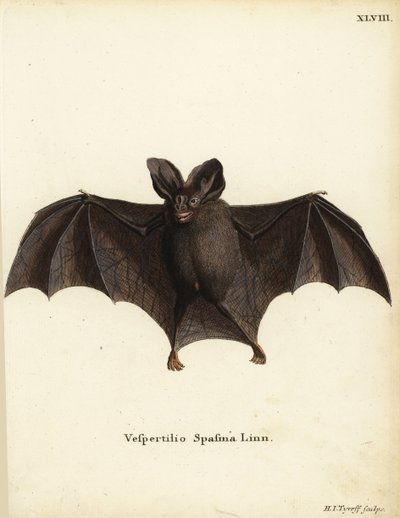 Kis hamis vámpírdenevér, Megaderma spasma. Vespertilio spasma Linn. Hermann Jakob Tyroff kézzel készített rézmetszete Johann Christian Daniel Schreber: Állati illusztrációk a természet után, vagy Schreber fantasztikus állatai, Erlangen, Németország. alkotó: Unbekannter Künstler
