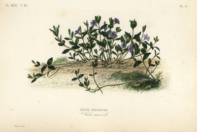 Kis termetű, Vinca minor, Petite pervenche alkotó: Unbekannt